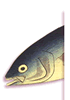 poisson